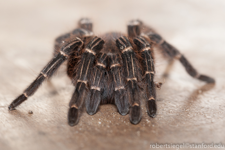 tarantula